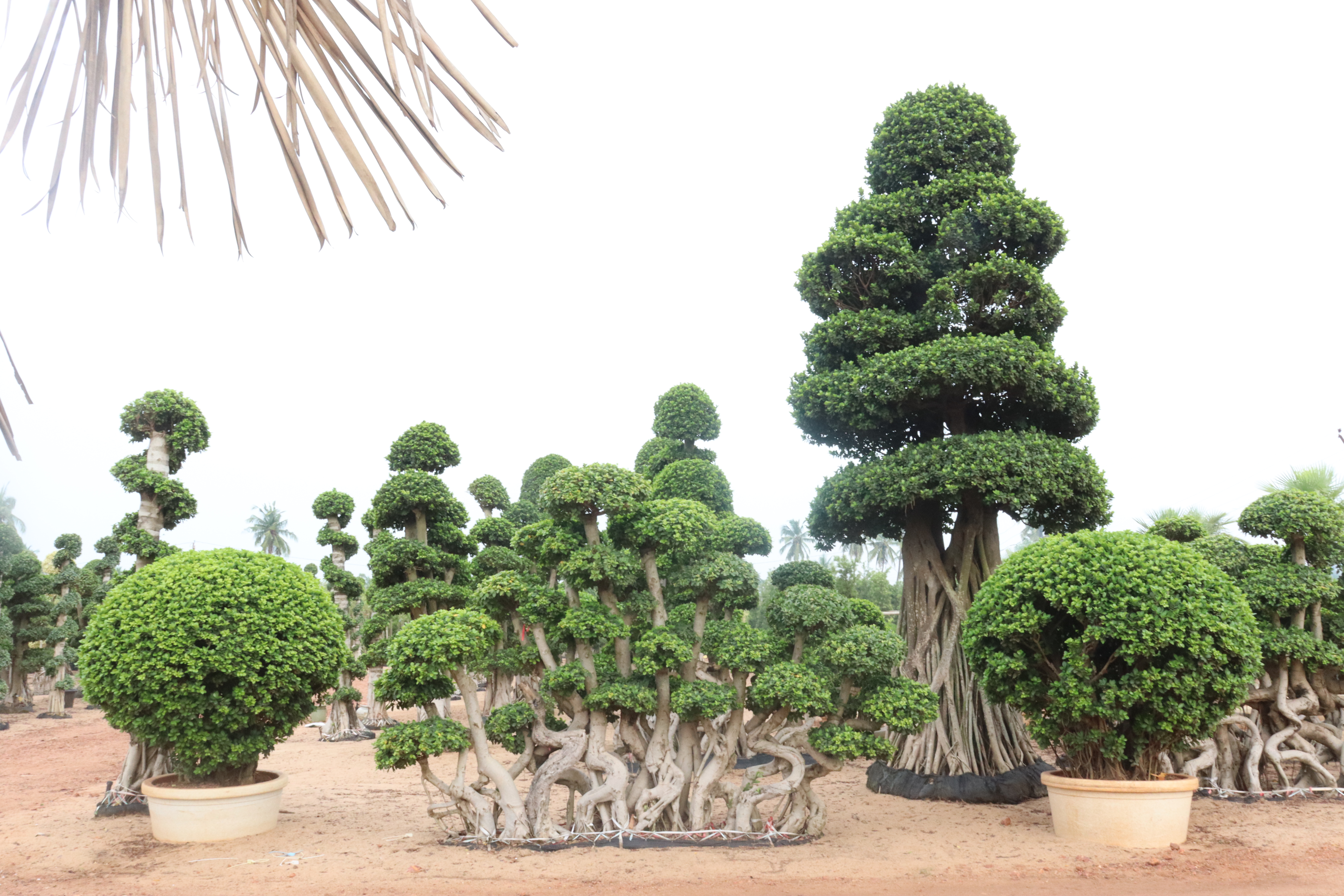 Kadiyam Nursery Ficus Bonsai