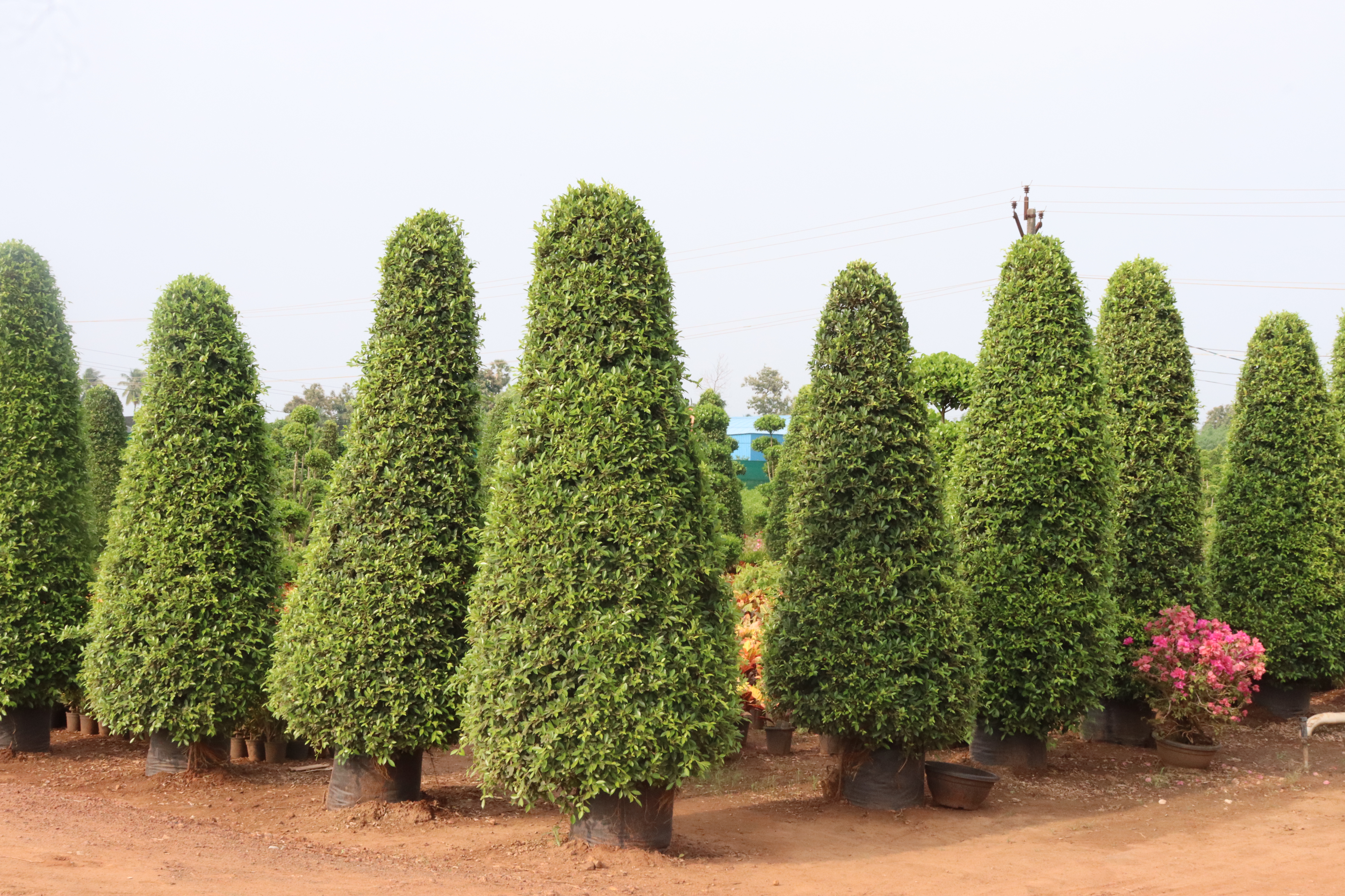 Cone Shaped Avenue Trees Wholesale Kadiyam