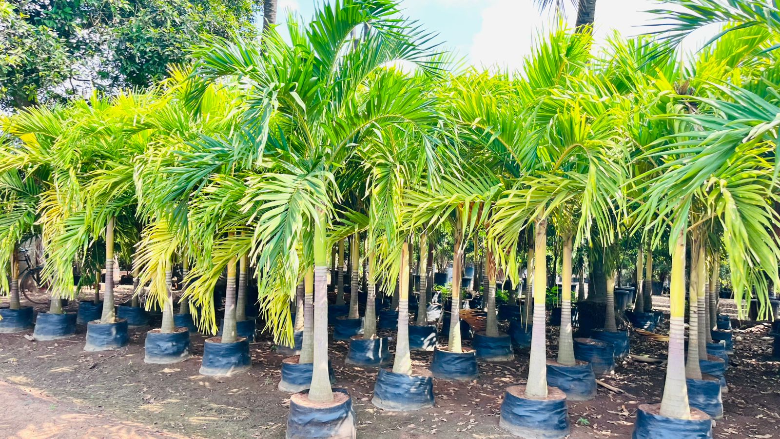 Foxtail Palm Trees Kadiyam Wholesale