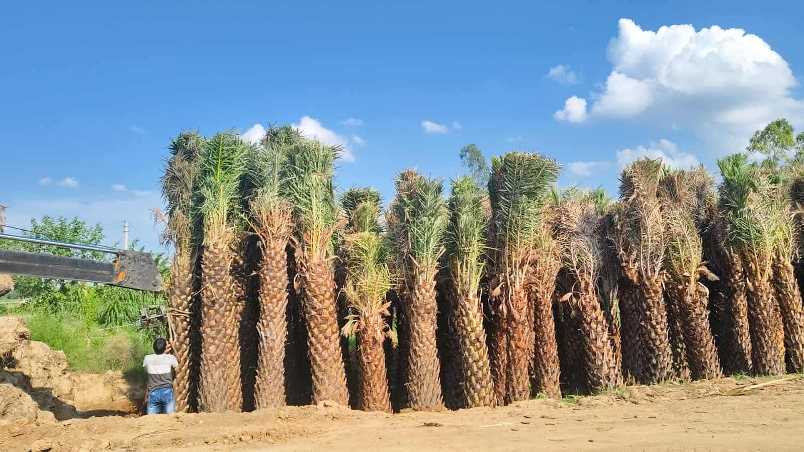 Large Date Palm Trees for Export from Kadiyam