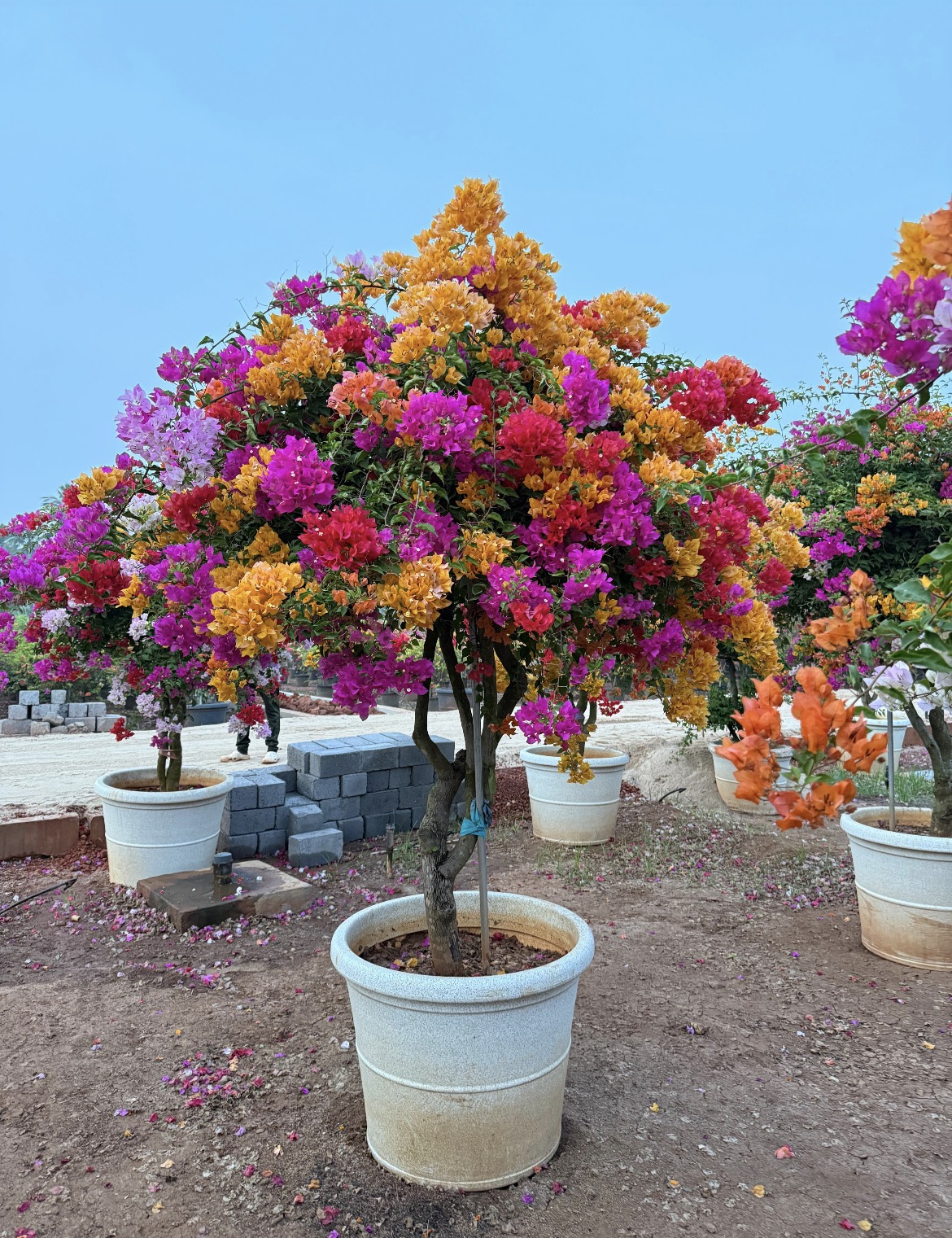 Multi-Color Bougainvillea Kadiyam Nursery