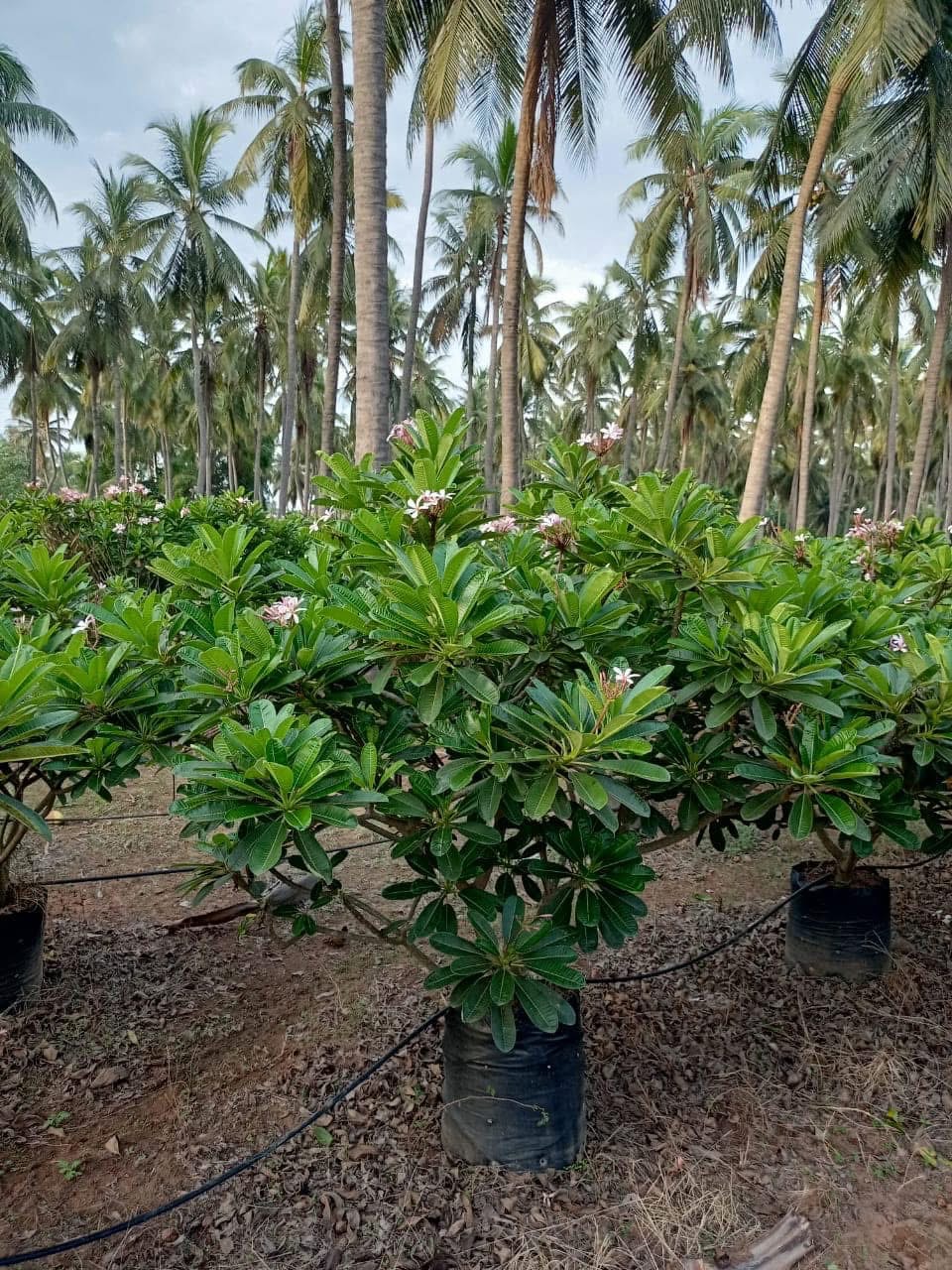 Bonsai Specimen KAR Nursery Kadiyam