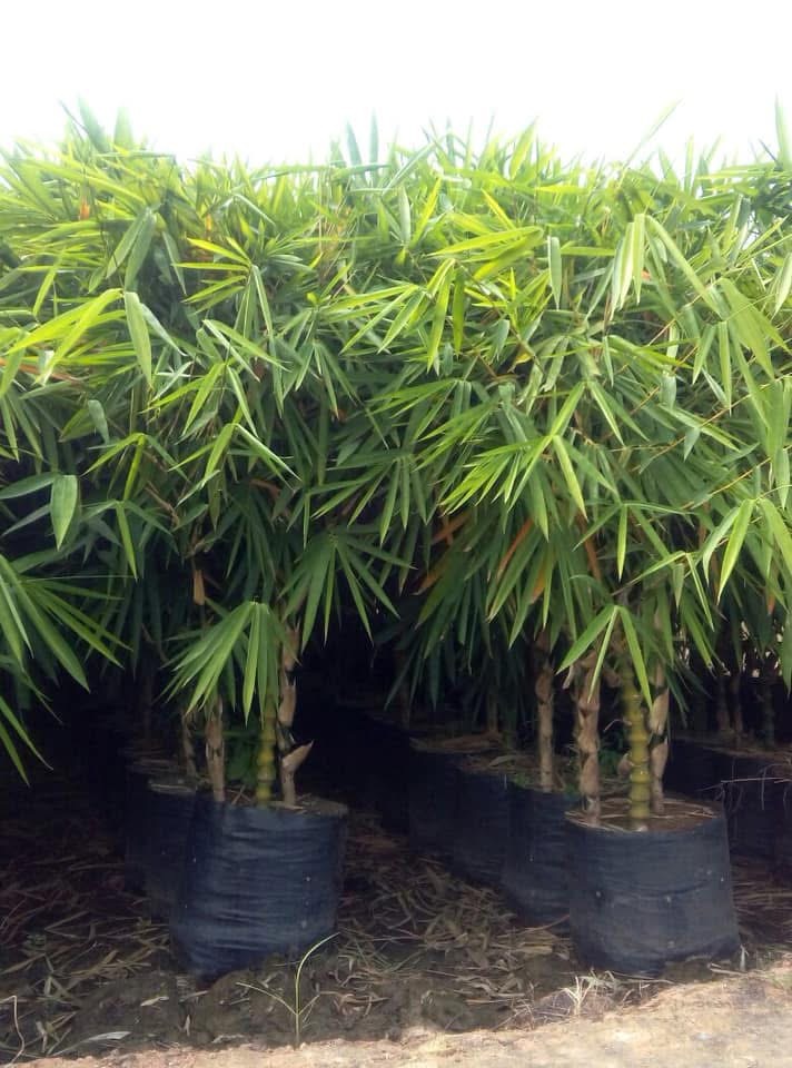 Rare Bonsai Collection Kadiyam Nursery