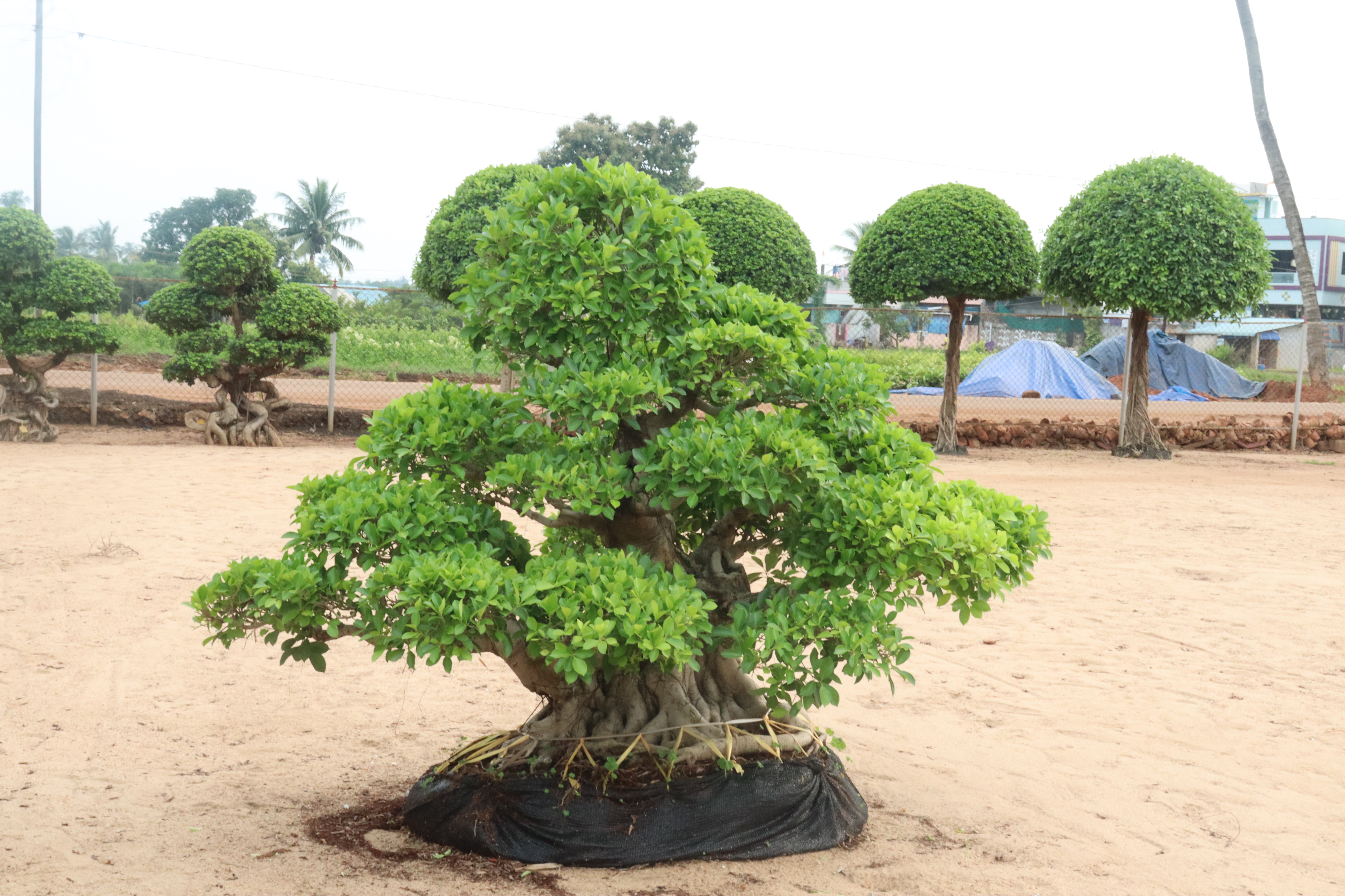 Imported Exotic Plant Specimen Kadiyam
