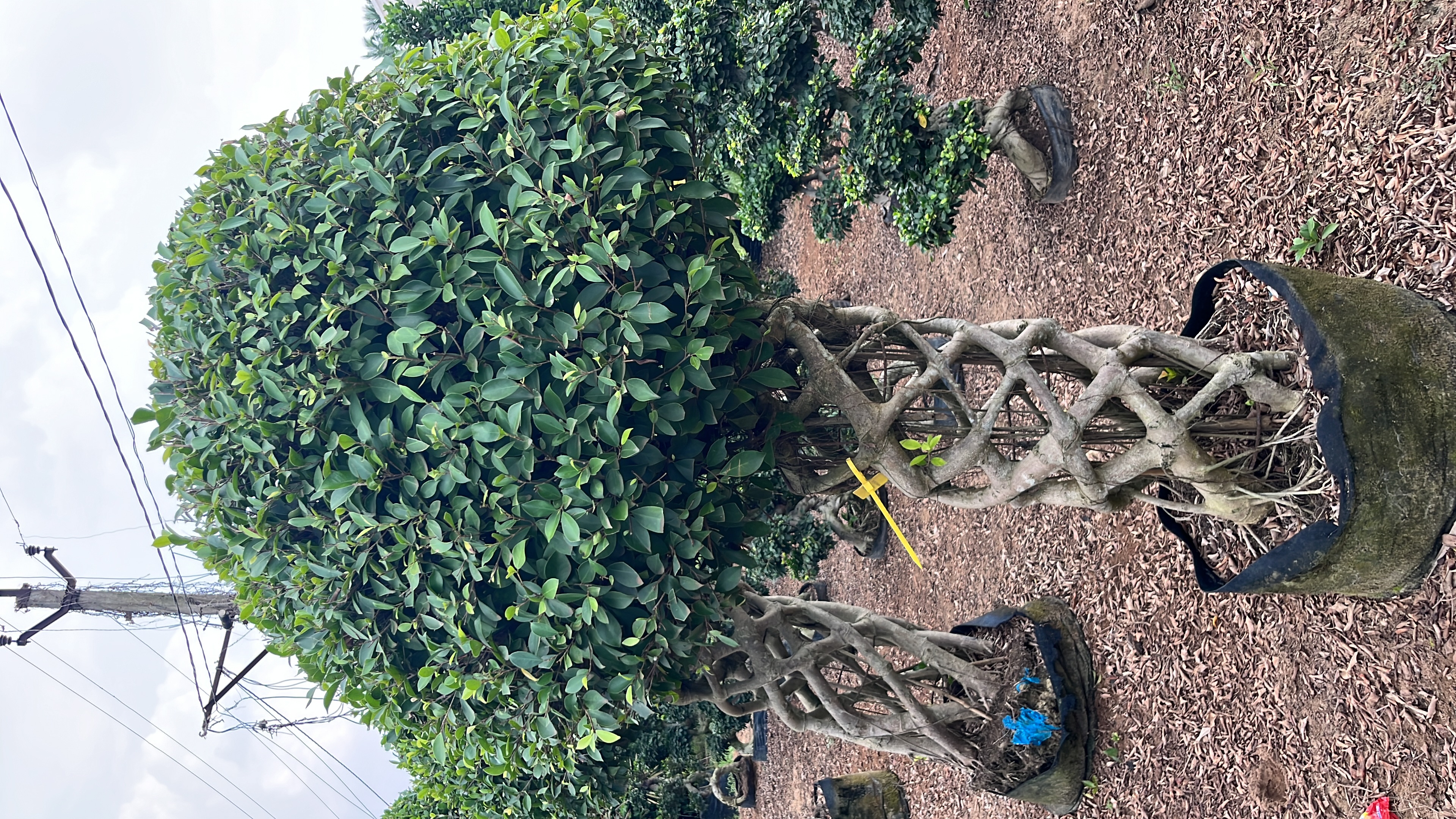 KAR Nursery Plant Collection