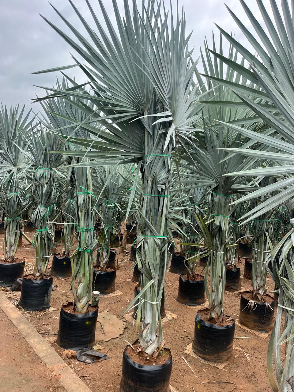 Professional Bulk Plant Packing for Export Kadiyam